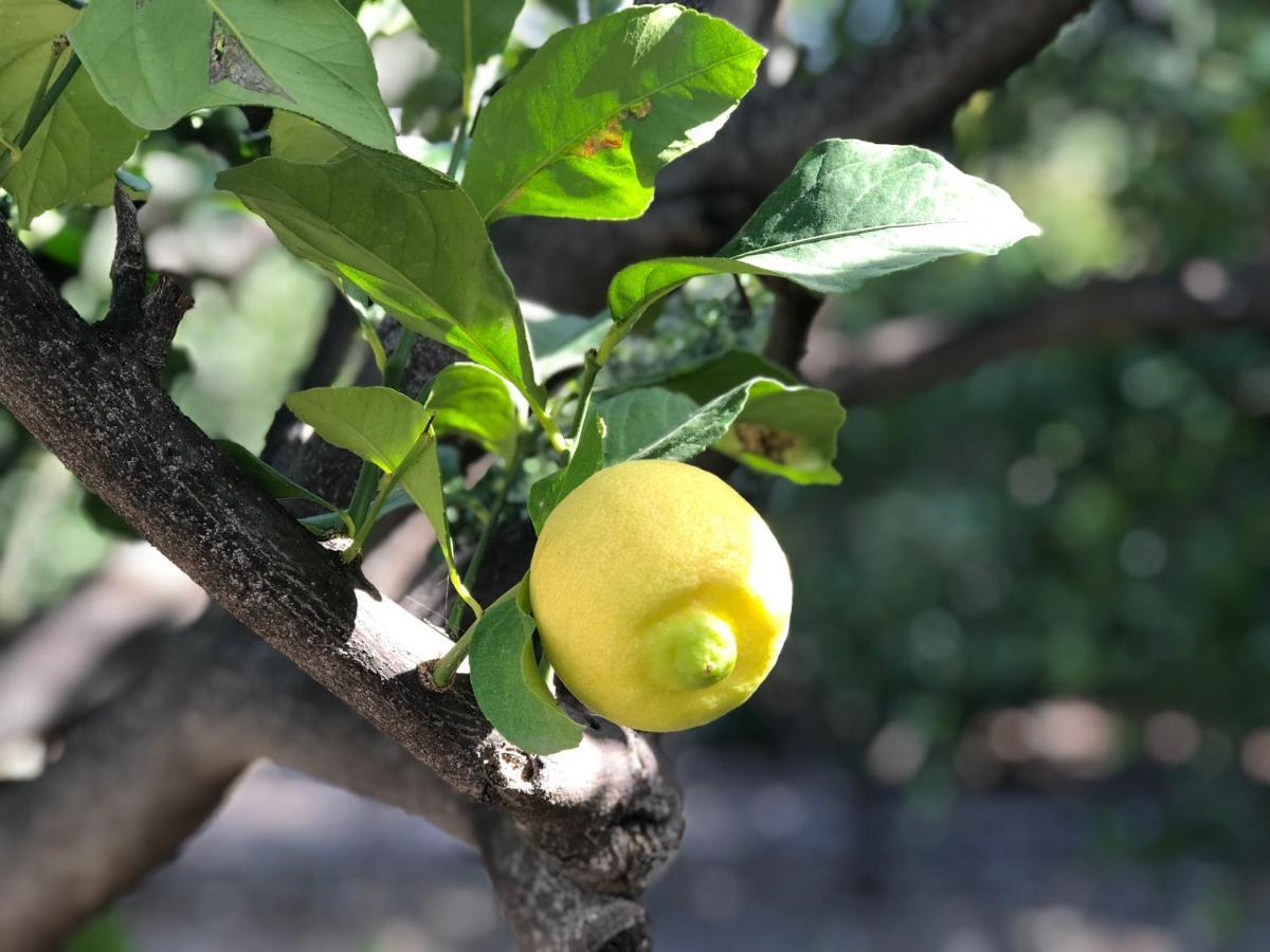 דירות אגאטה Casa Camino Tamadaba מראה חיצוני תמונה